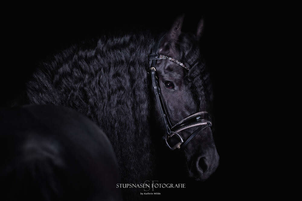 Stupsnasen Fotografie 