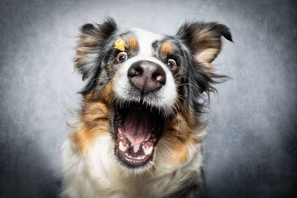 Stupsnasen Fotografie 