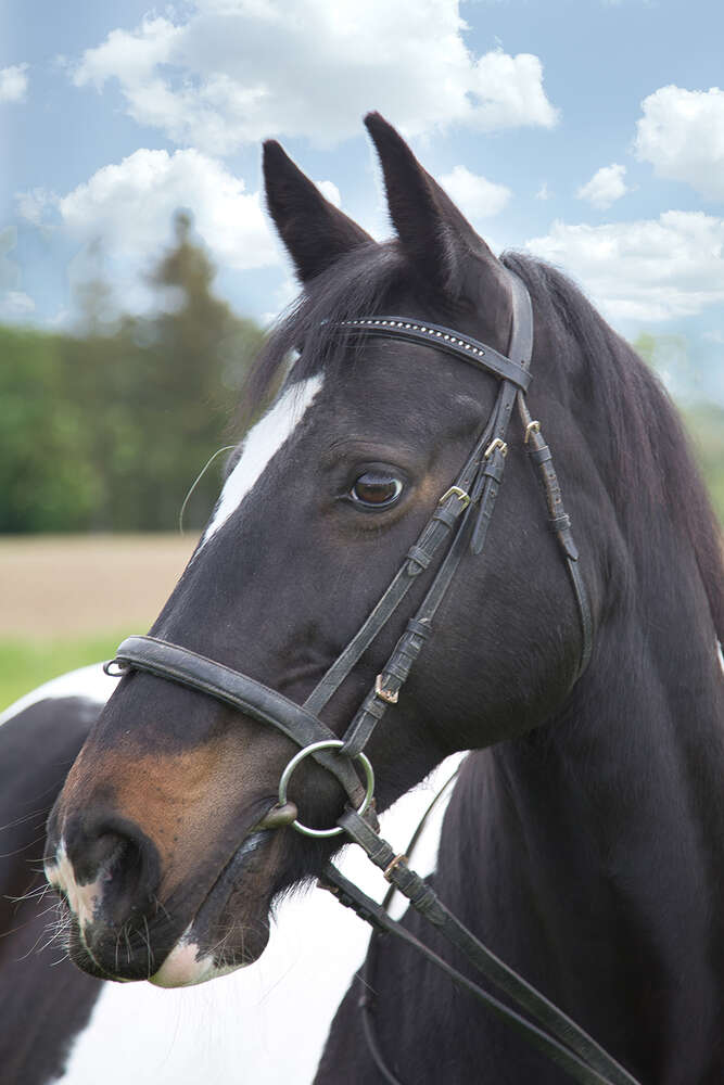 FrÄnk Fotografie (FrÄnk Fotografie)