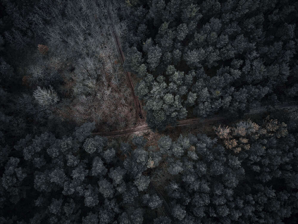 Landschaft Wald (Florian Hübsch Fotografie)