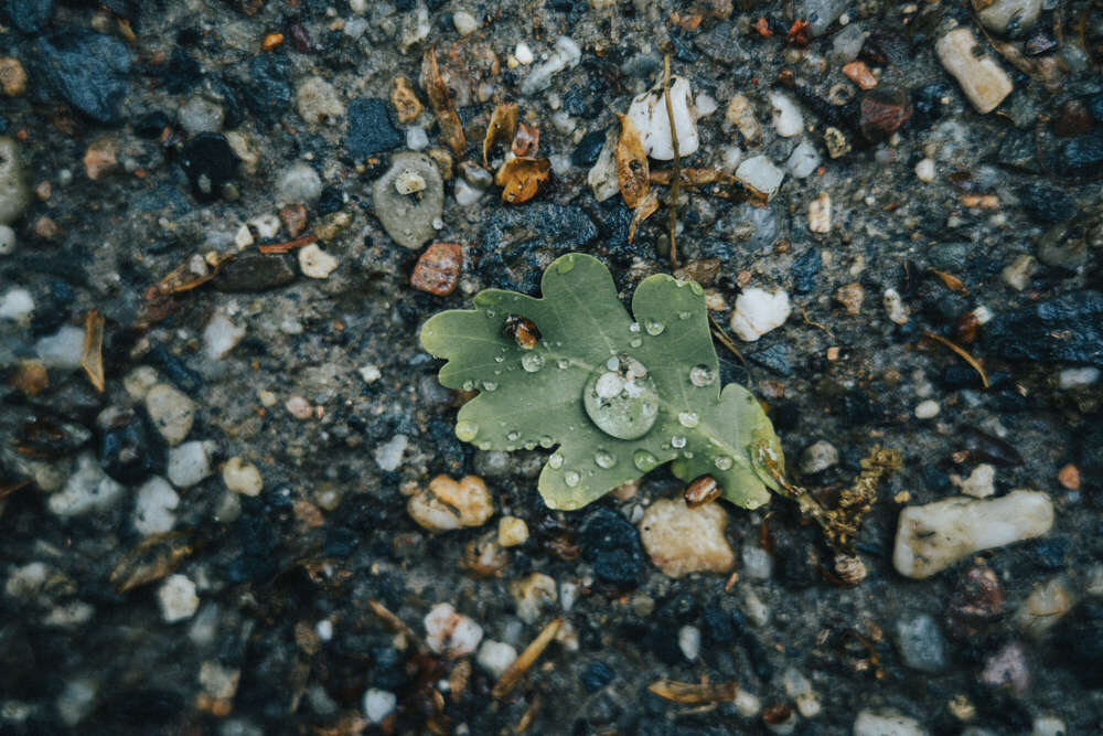 Macro Wassertropfen (Florian Hübsch Fotografie)