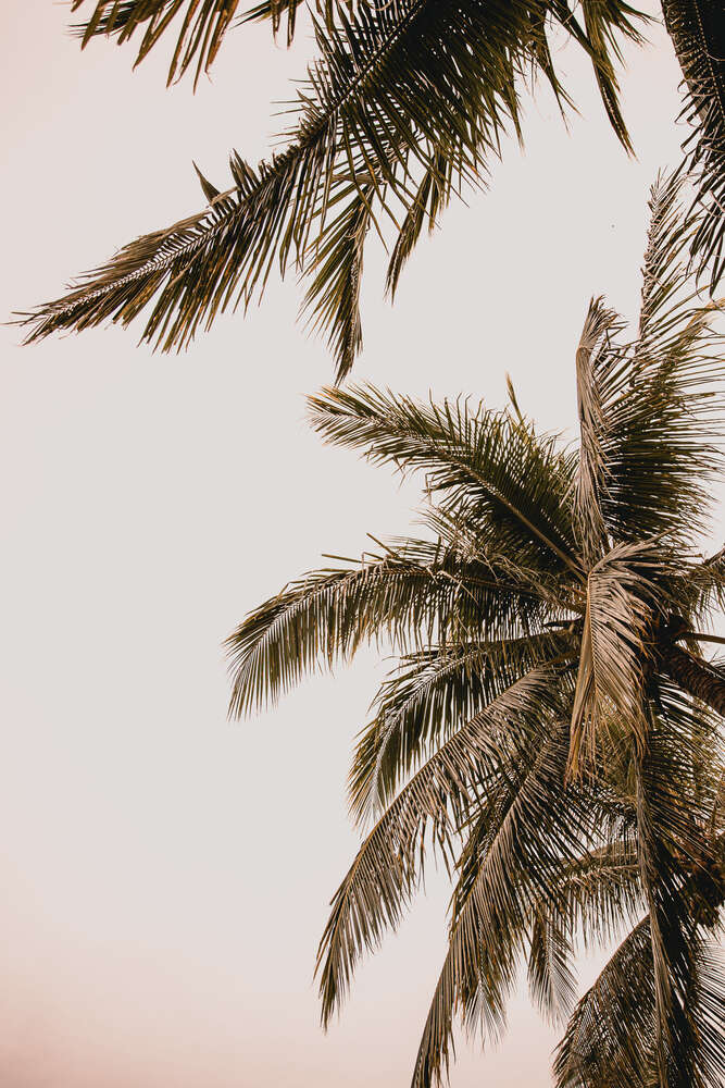 Silk & Peonies (Silk & Peonies)