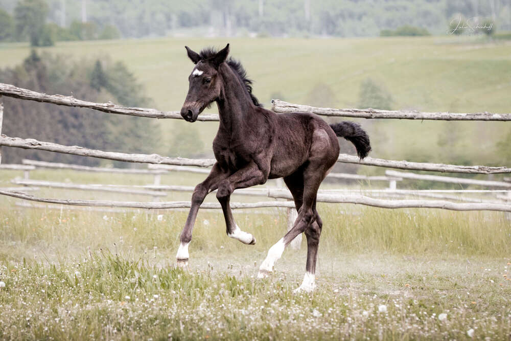 Julia Schönhoff (Julia Schönhoff)
