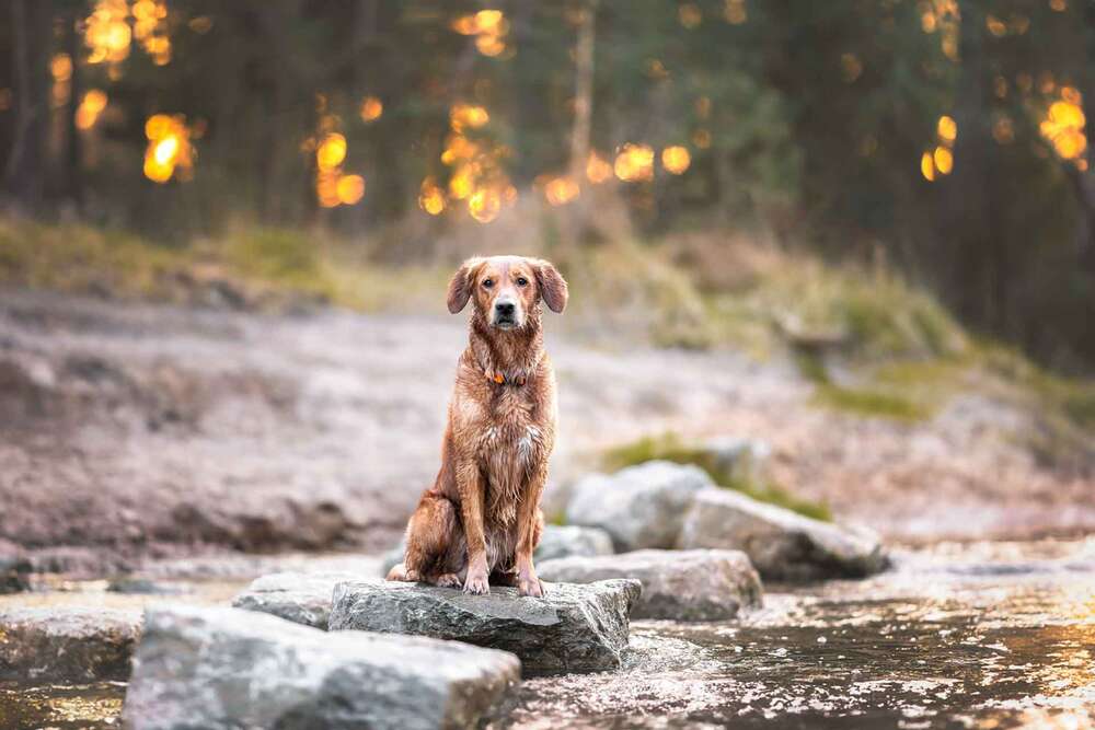 Hunde- und Paarfotografie (Hunde- und Paarfotografie)