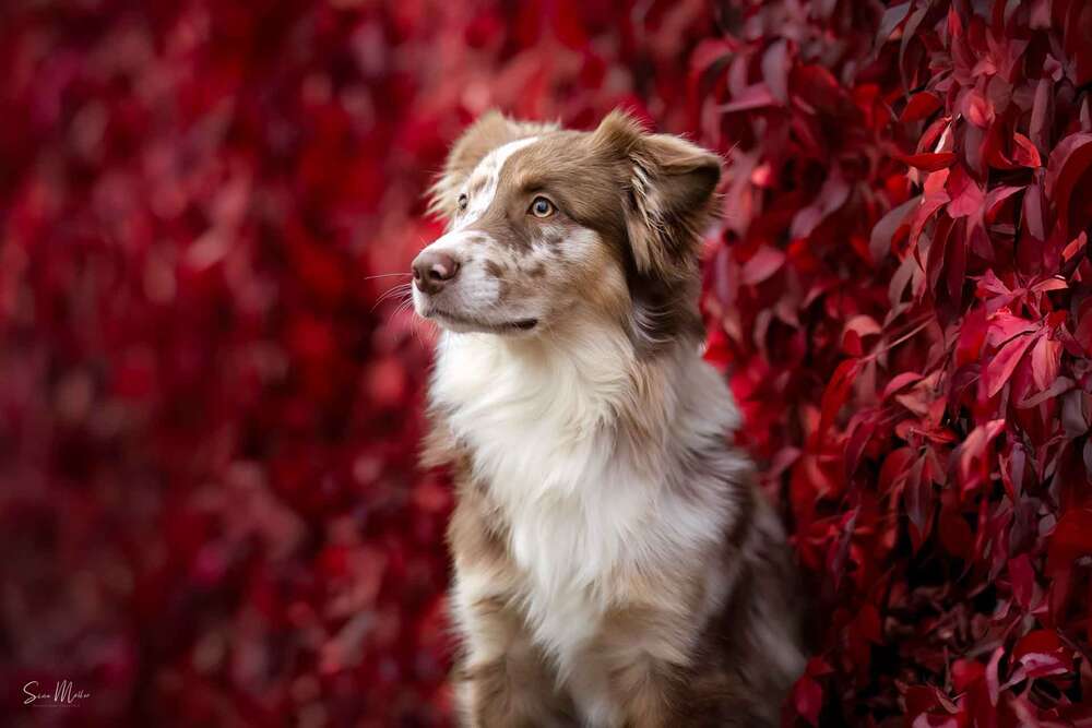 Hunde- und Paarfotografie