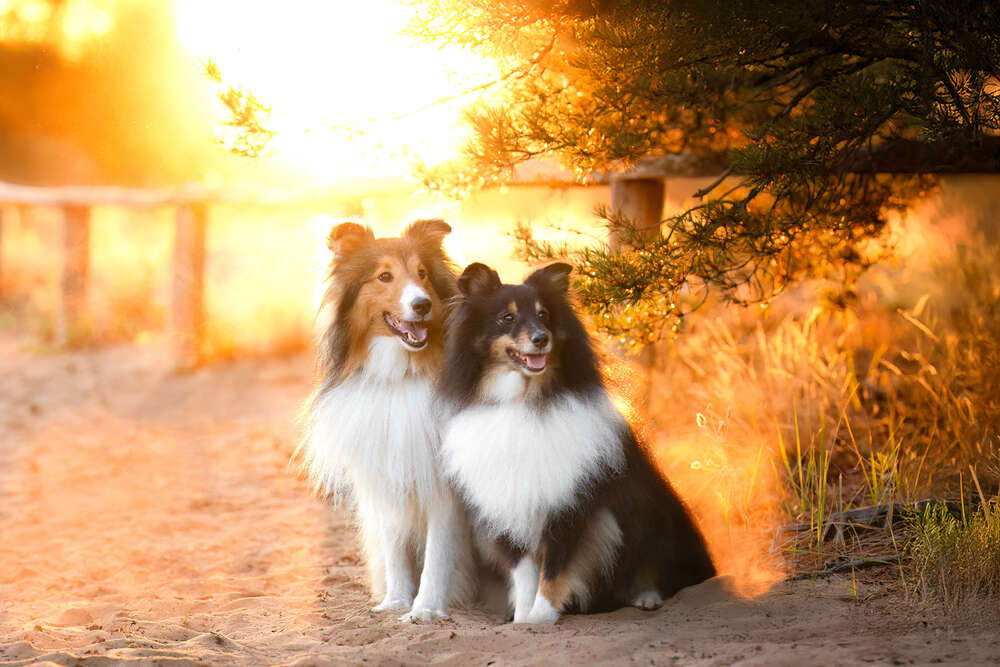 Hunde- und Paarfotografie (Hunde- und Paarfotografie)