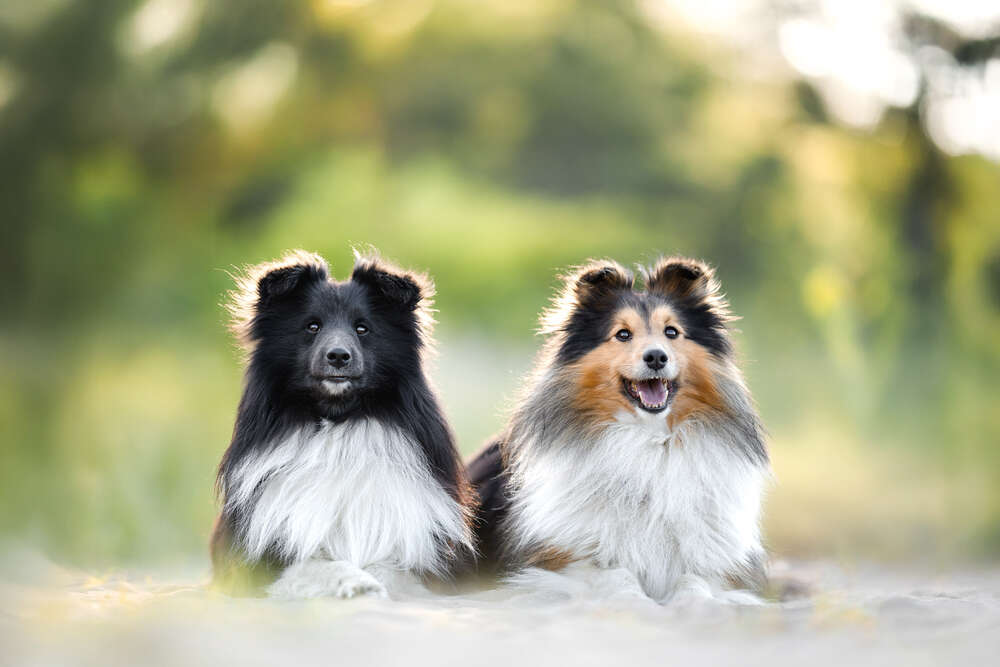 Hunde- und Paarfotografie (Hunde- und Paarfotografie)