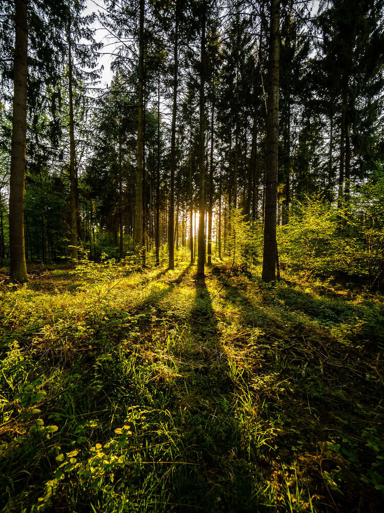 Geronimo Schmidt (Geronimo Schmidt)