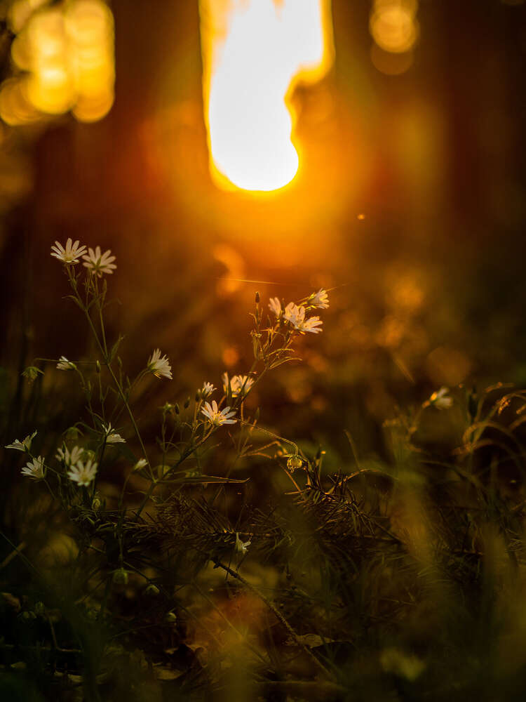 Geronimo Schmidt (Geronimo Schmidt)