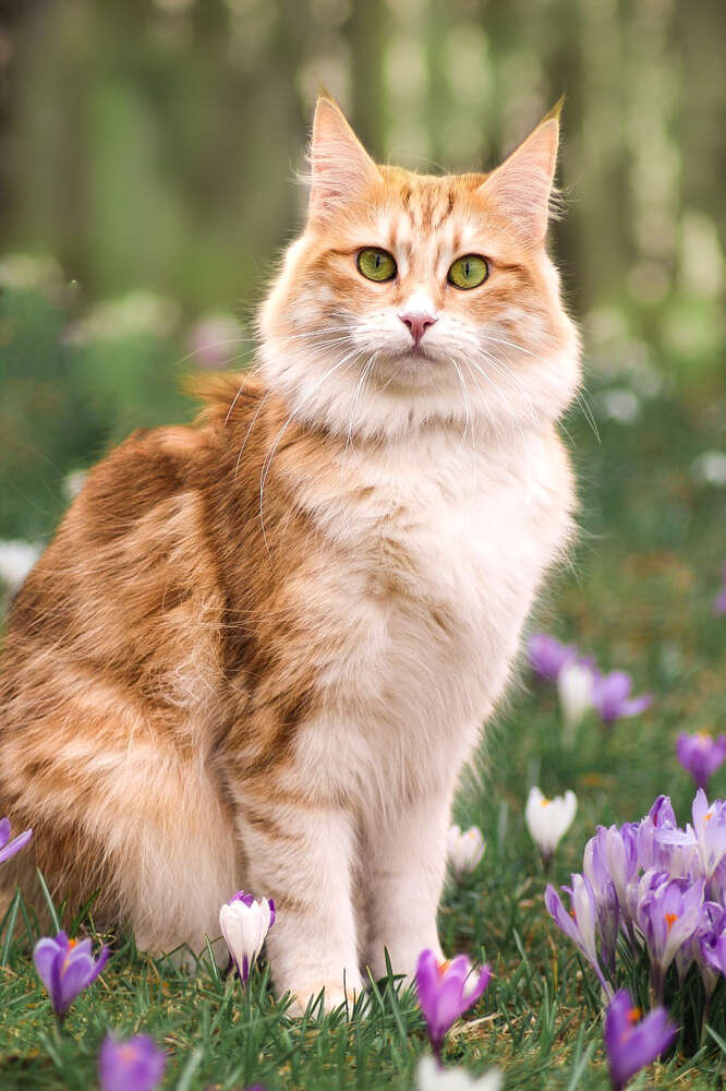 Francis Jane Rudolph