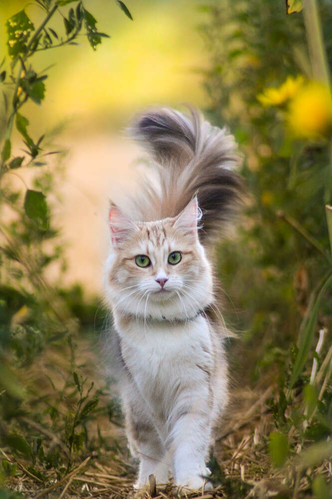 Francis Jane Rudolph