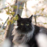 Francis Jane Rudolph