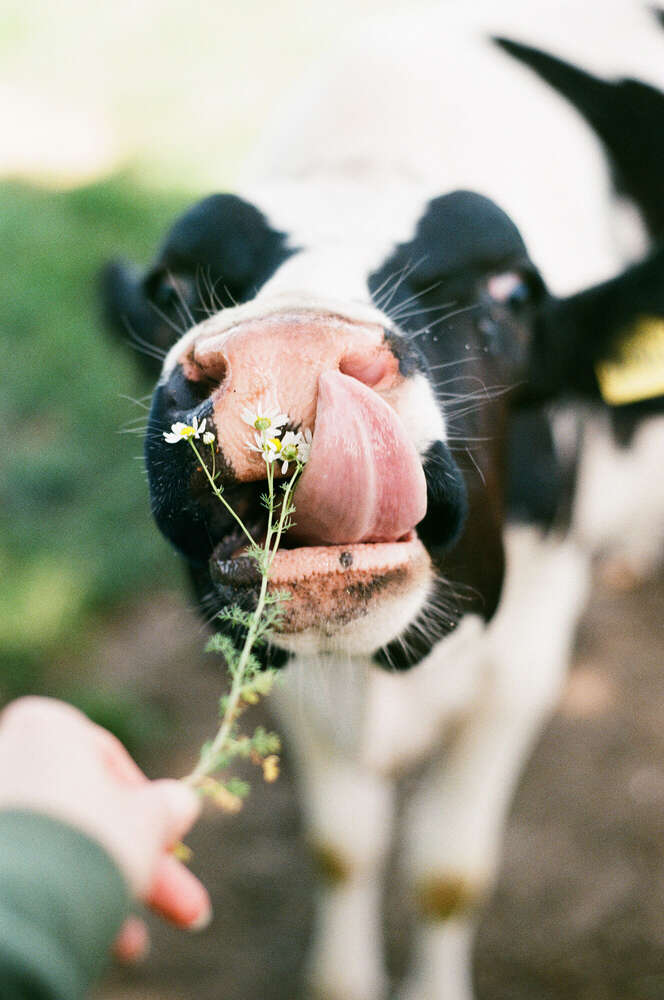 // the cow (Janin Kastens)