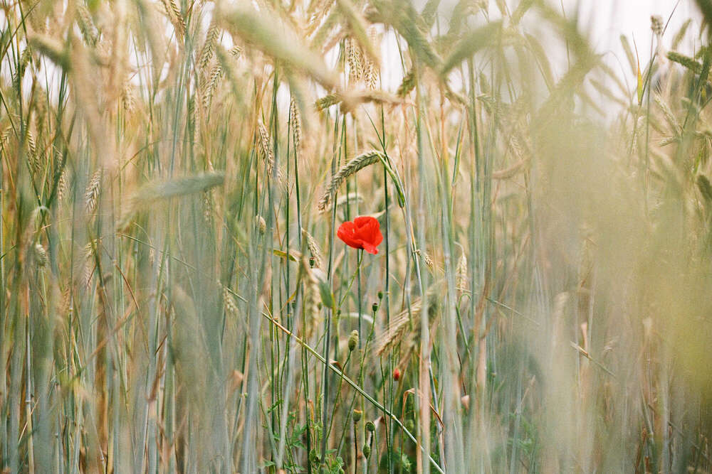 // forever alone (Janin Kastens)