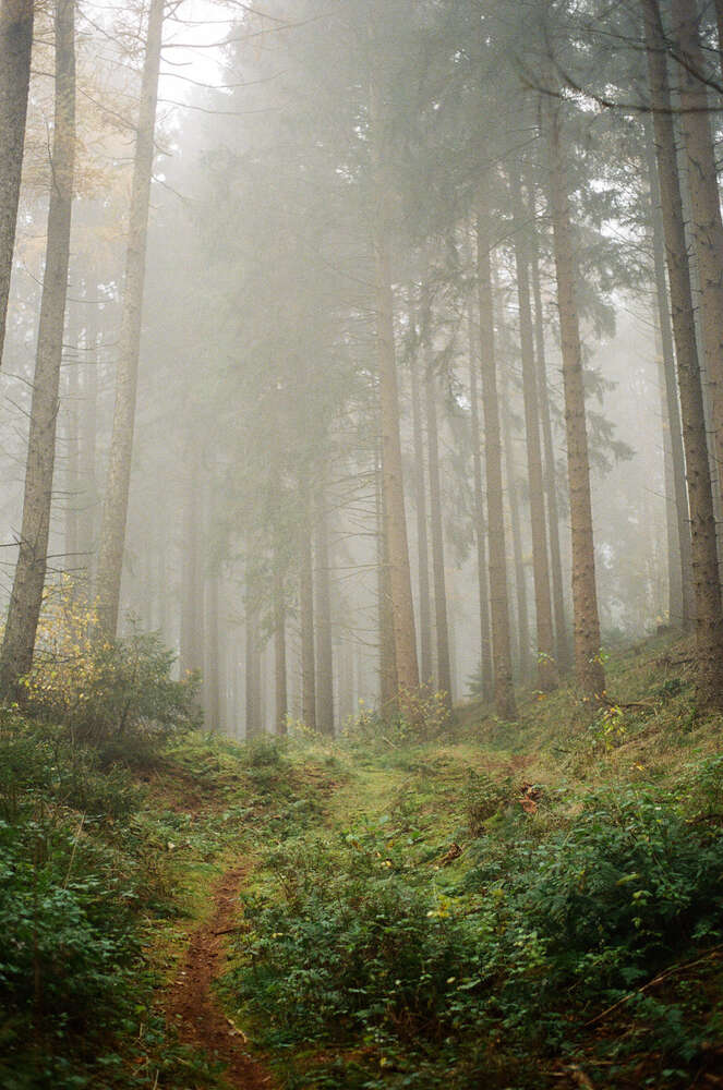 // the forest (Janin Kastens)