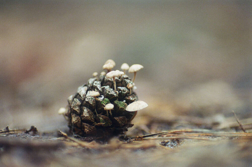 // the pine (Janin Kastens)