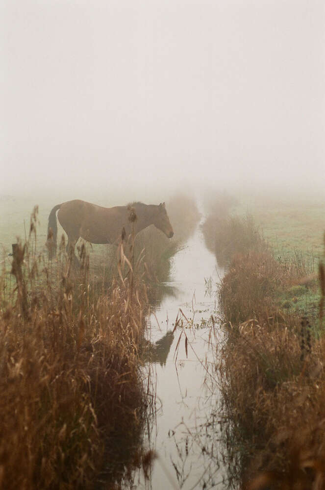 // foggy horse (Janin Kastens)