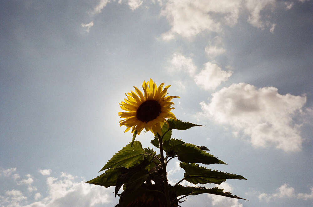 // sunsun (Janin Kastens)