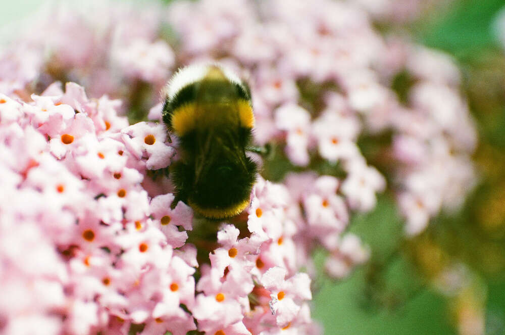 // bumblebee (Janin Kastens)