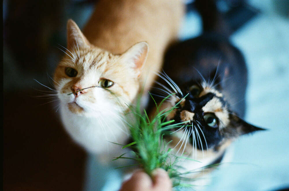 // from where i stand #2 (Janin Kastens)