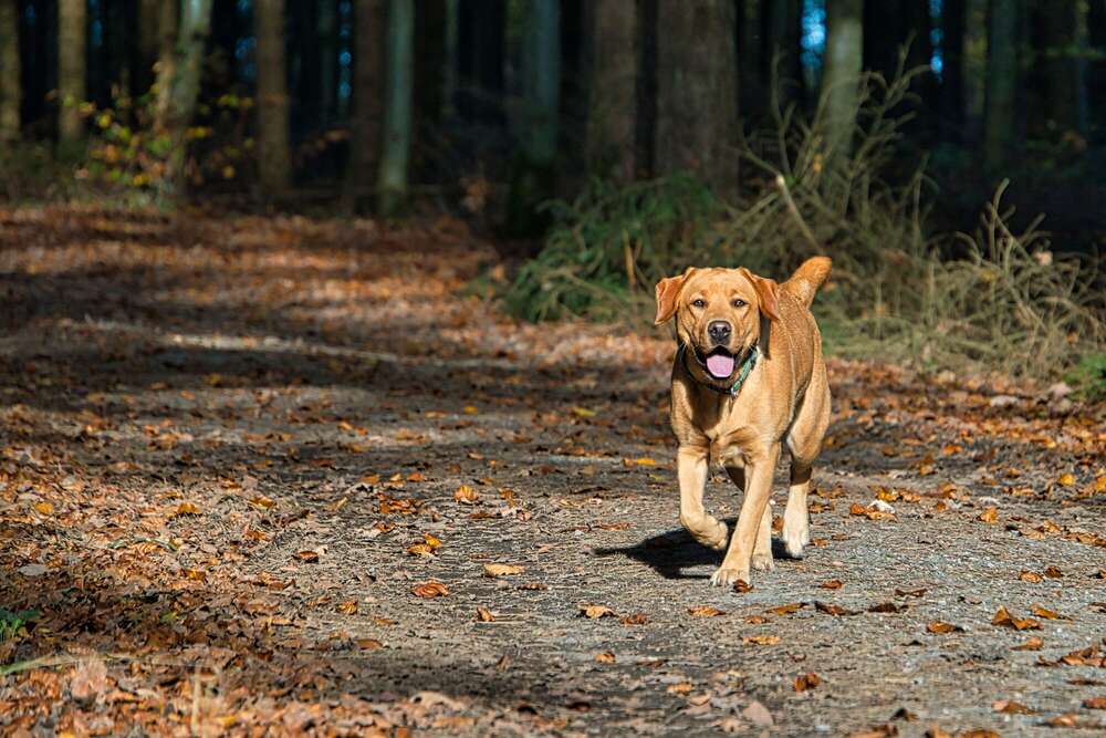 Jessis Fotoecke (Jessis Fotoecke)