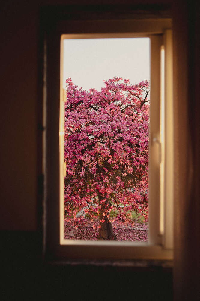 Mario Scheibl Fotografie