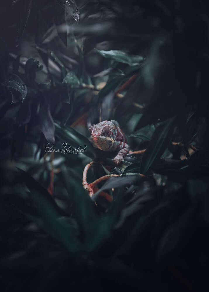 Hidden (Elenaschnabel.de)