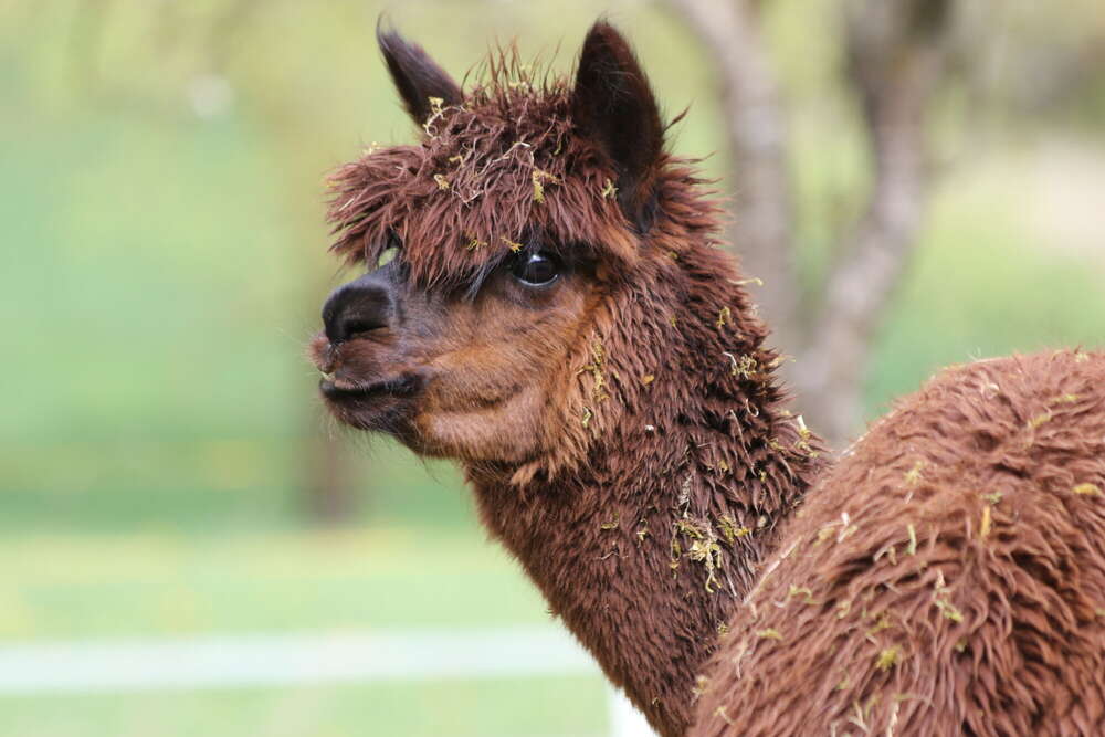 Alpaka (Lisa Henne)