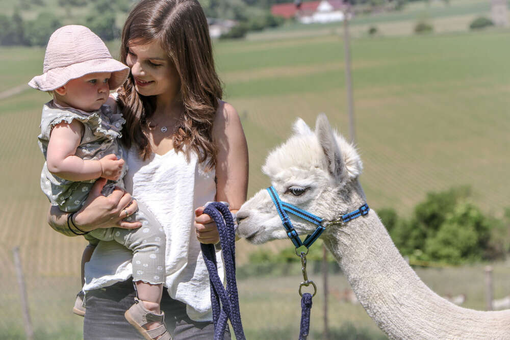 Alpakashooting (Lisa Henne)