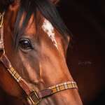 Lysien Büchling Photography