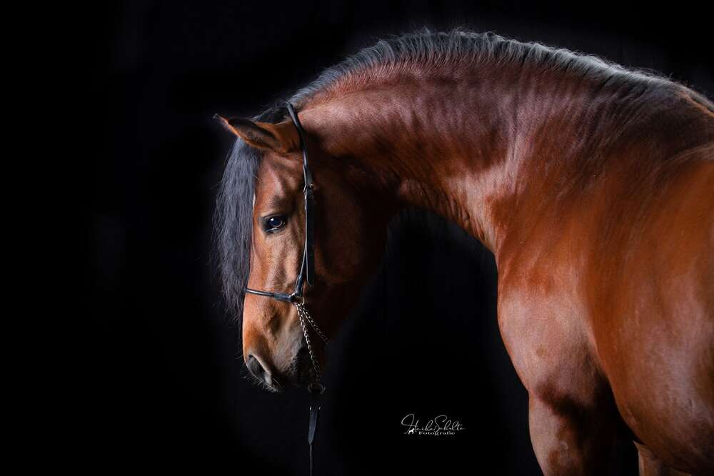 Heike Schulte Fotografie