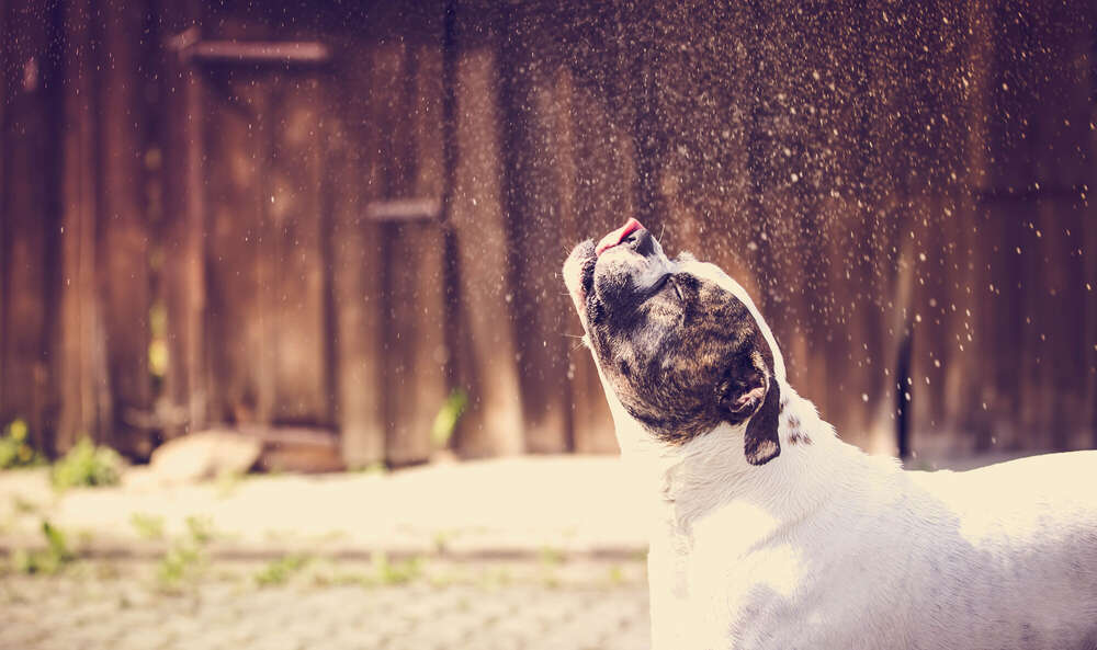 Odin (DUV Photography)