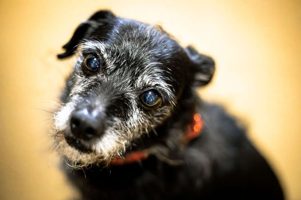 Peppi (DUV Photography)