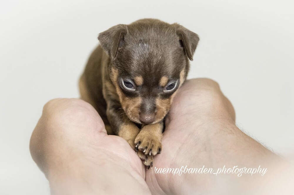 Welpenshooting  (Carina Schubert)