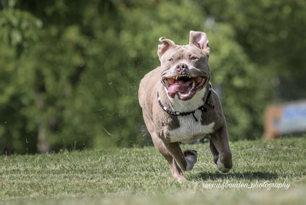 Diva  (Carina Schubert)