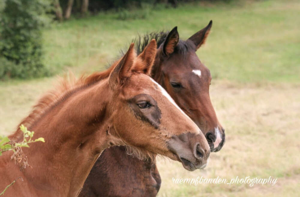 Fohlenliebe (Carina Schubert)