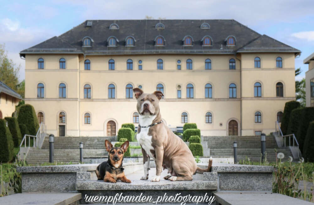 Fürstliches Hundeshooting (Carina Schubert)