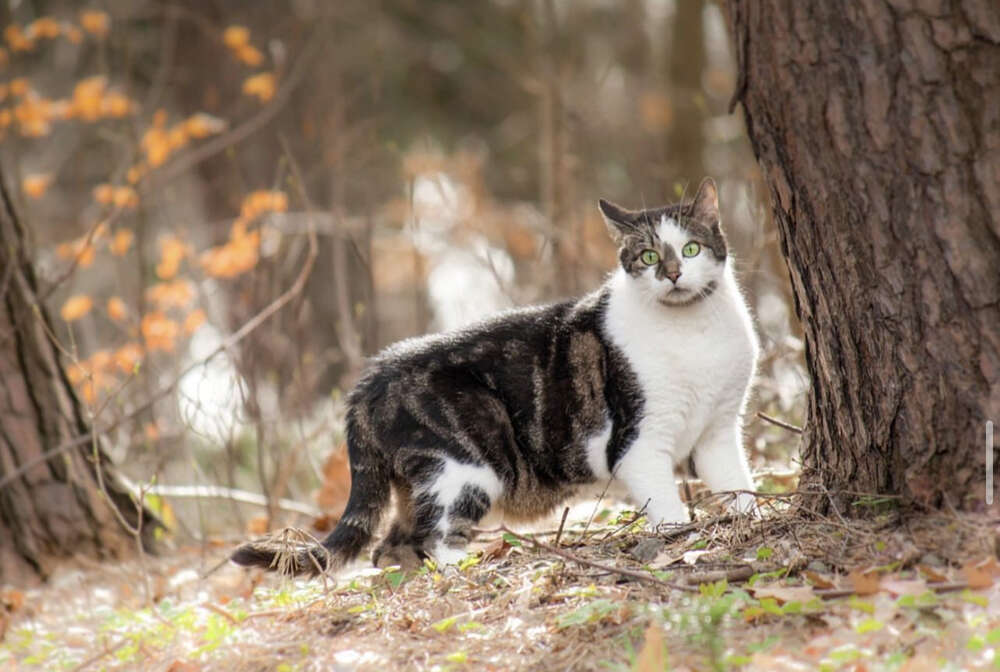 Catlover  (Carina Schubert)