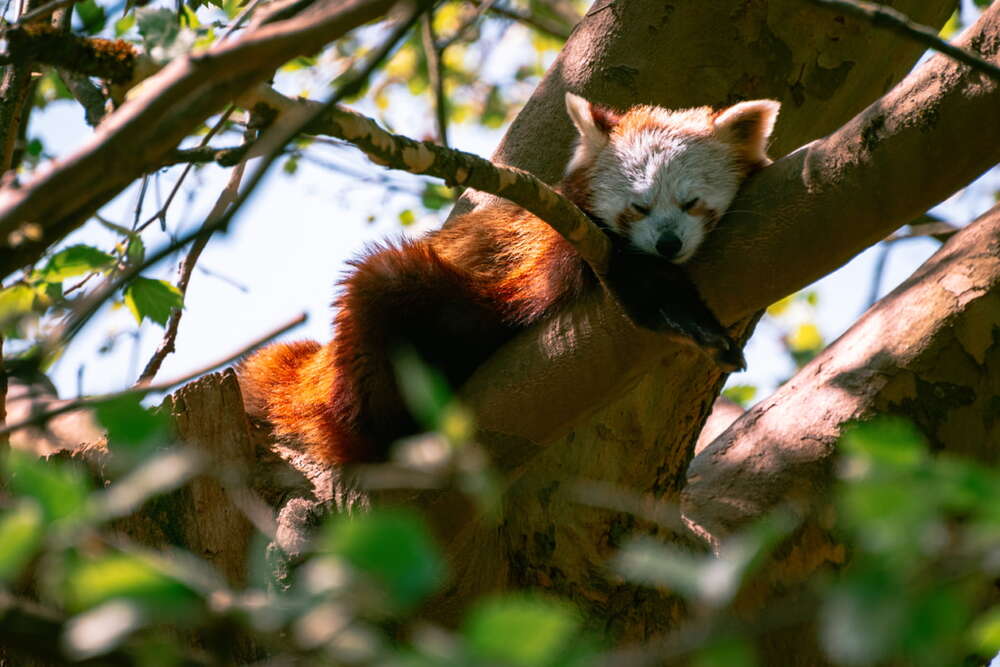 Sleepy Red Panda (Orange Planet Media)