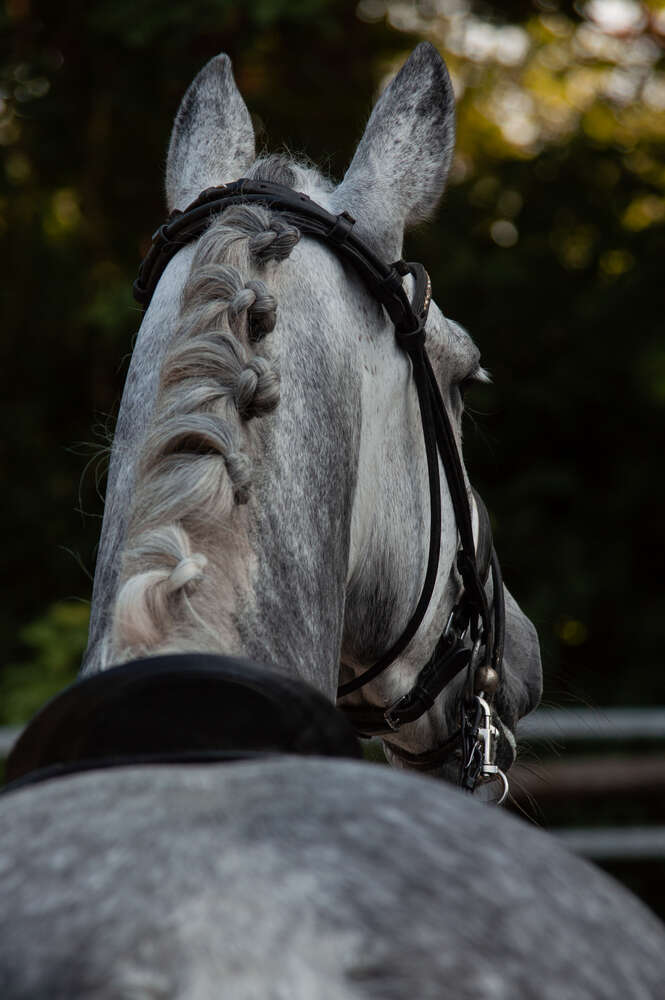 Pferdeportraits (DuoShot Fotografie)