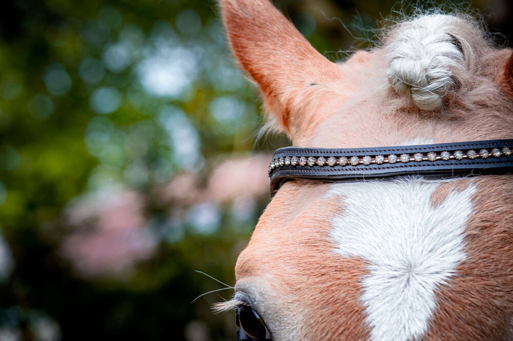 Pferdeportraits (DuoShot Fotografie)