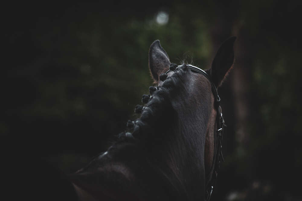 Pferdeportraits (DuoShot Fotografie)