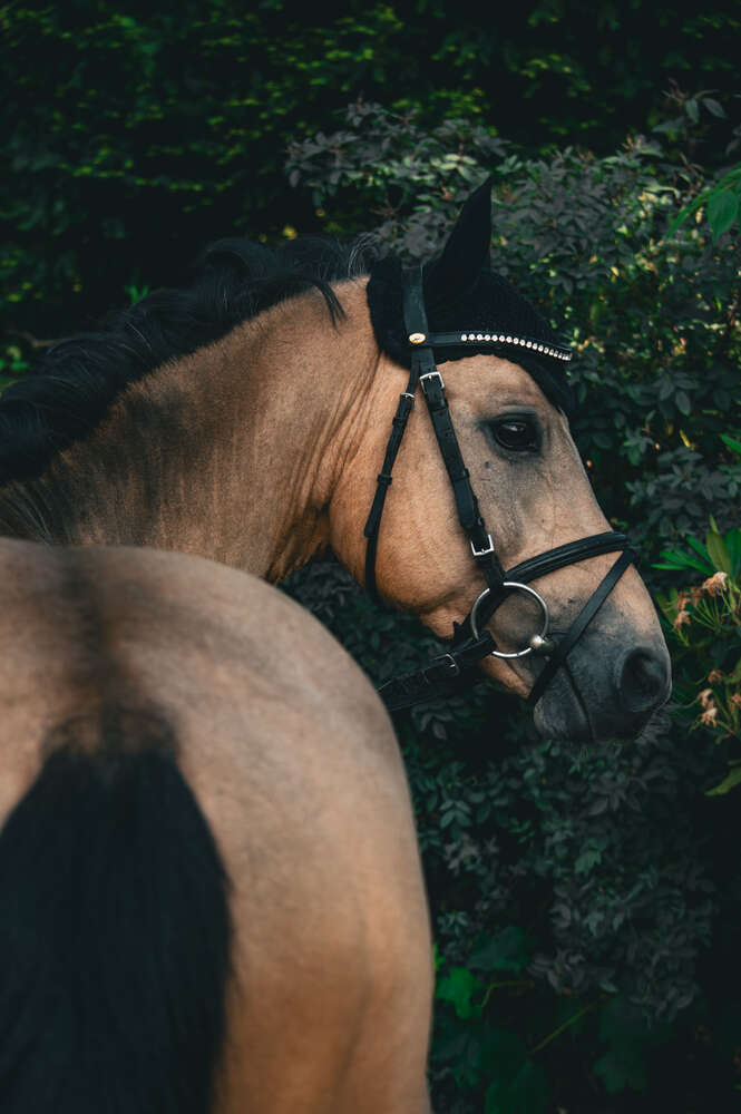 Pferdeportraits (DuoShot Fotografie)