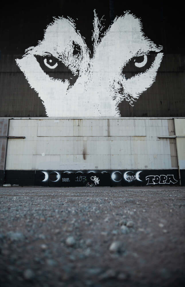 Daniel Schellongowski