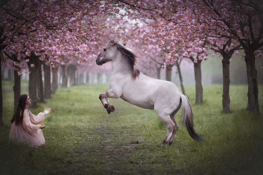 Pferde Fotografie  (Kathrin Schmädicke)