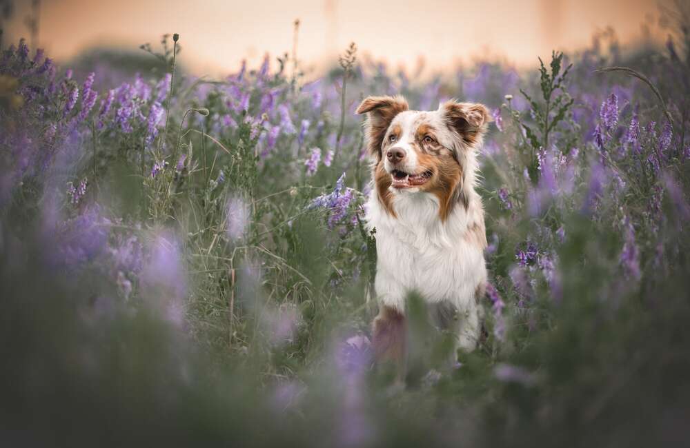 Hundefotografie  (Kathrin Schmädicke)