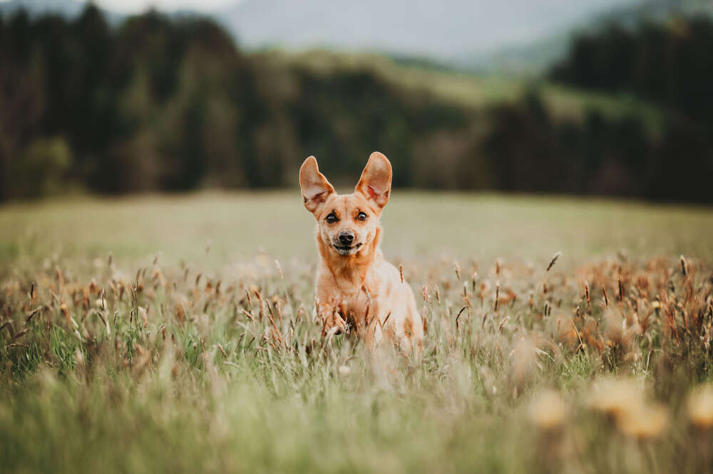 Dackel-Mix Lucy (Johanna Olbrich)