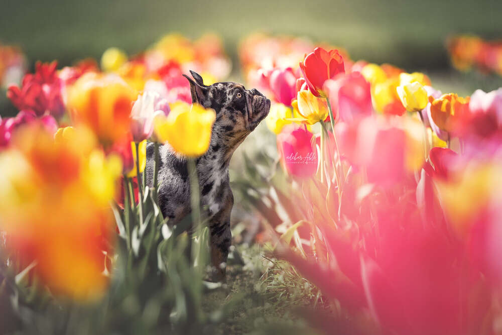 adebarAble - Tierfotografie -