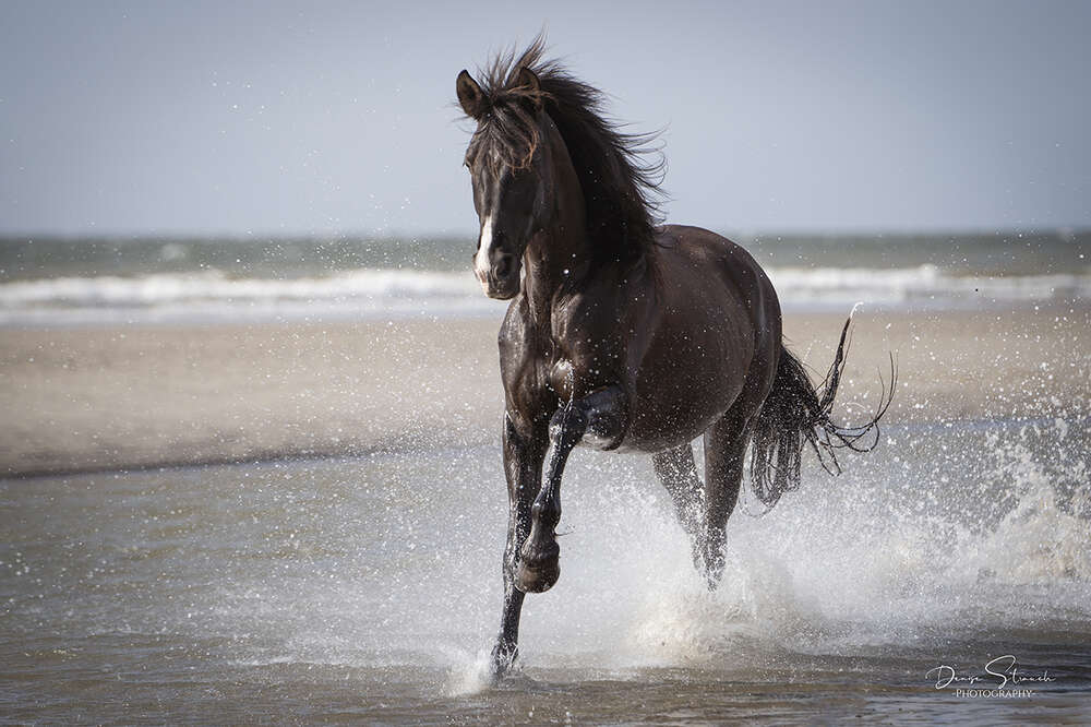 Denise Strauch Photography (Denise Strauch Photography)