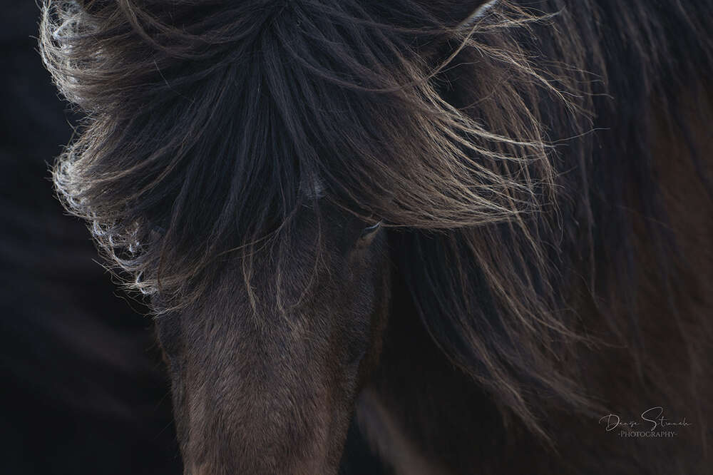 Denise Strauch Photography (Denise Strauch Photography)